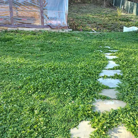 владислава - за гости