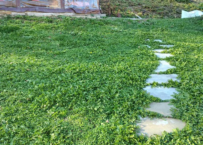 владислава - за гости